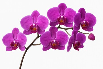 Naklejka premium Elegant violet Phalaenopsis orchid blossoms against a plain white backdrop