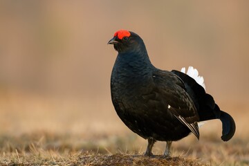 Fototapeta premium Current Status of the Black Grouse