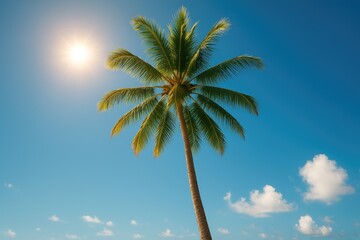 Fototapeta premium A towering palm tree extending skyward
