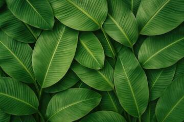 Lush tropical greenery with banana leaves and vibrant foliage texture