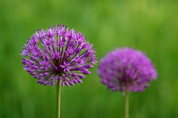 Close-up of vibrant purple ornamental onion blossoms with macro detail and blurred background, ideal for wallpaper design