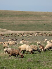 Peaceful Flock of Sheep in Green Field