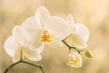 Stunning orchid with soft blurred backdrop and focused details