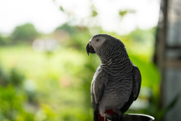 Grey Cute Parrots at Garden