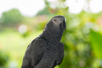 Grey Cute Parrots at Garden