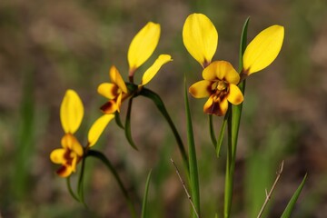 Obraz premium Exquisite and Uncommon Wildflower: Donkey Orchids Blooming in Late Winter to Spring at Manea Park