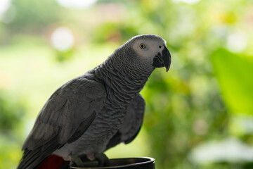 Grey Cute Parrots at Garden