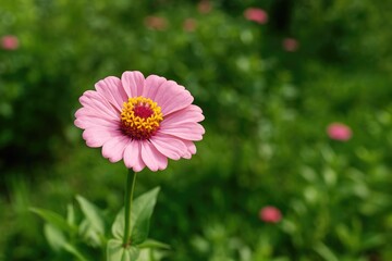 Obraz premium Stunning blush blossom blooming in the garden