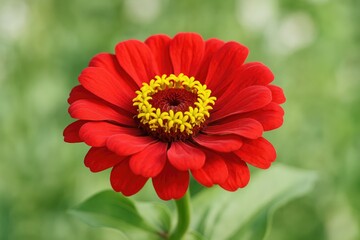 A vibrant crimson blossom with golden pollen stands out in a lush garden, with a softly blurred background emphasizing the flower.