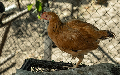Single brown chicken in soft light near fence. Farmyard solitude and natural rural tones.