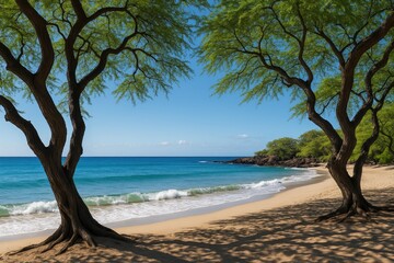 Stunning kiawe trees border the peaceful Waialea beach at Puako Bay, Waimea