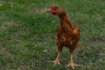 Single brown chicken standing alone on green grass. Natural background with rustic charm.