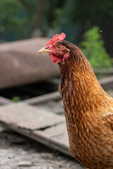 Close-up of a single brown chicken with a red comb. Captured in profile near a rustic background.
