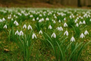 Fototapeta premium Elegant white snowdrop blossoms