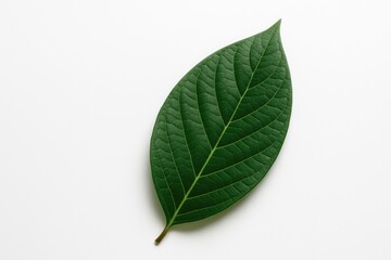 Obraz premium A lush green decorative leaf resting on a white surface