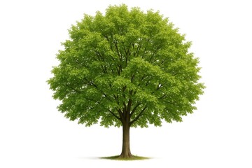 Fototapeta premium Single Tree Standing Alone on a White Backdrop
