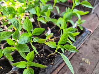 New Beginnings in the Garden
