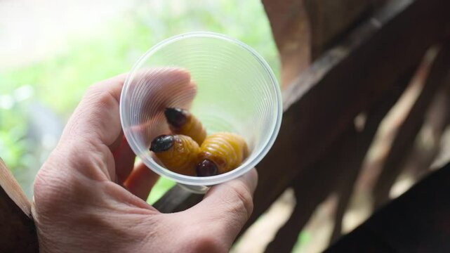 Close up of a chef presenting chontacuro grubs, a traditional Ecuadorian delicacy, in a small plastic cup