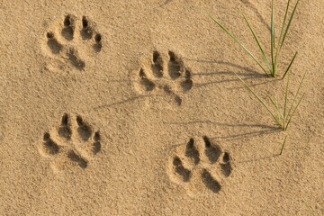 Animal footprints left in the sandy surface