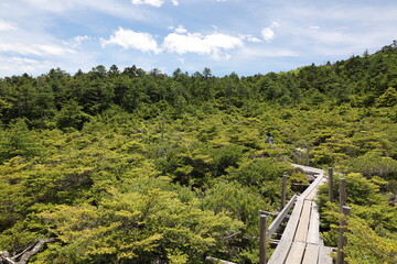 新緑の山をハイキング