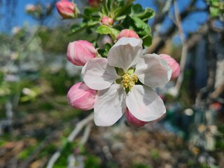 Nature's Bounty: Ripe Apple and Green Leaves on the Tree Branch

