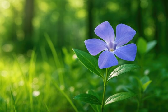Morning garden scene featuring periwinkle flowers