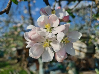 Nature's Bounty: Ripe Apple and Green Leaves on the Tree Branch
