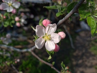 Nature's Bounty: Ripe Apple and Green Leaves on the Tree Branch
