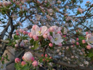 Nature's Bounty: Ripe Apple and Green Leaves on the Tree Branch
