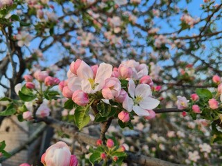 Nature's Bounty: Ripe Apple and Green Leaves on the Tree Branch
