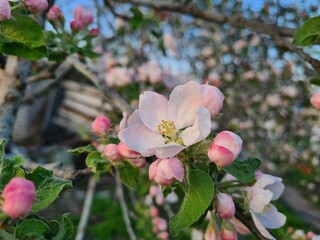 Nature's Bounty: Ripe Apple and Green Leaves on the Tree Branch
