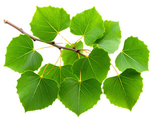 Firefly_Green quaking aspen branch displ