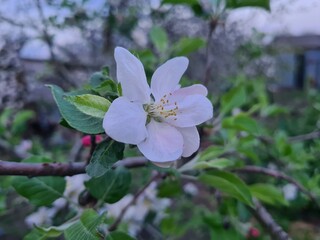 Nature's Bounty: Ripe Apple and Green Leaves on the Tree Branch
