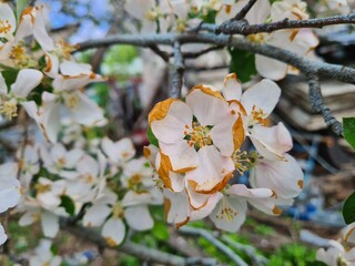 Nature's Bounty: Ripe Apple and Green Leaves on the Tree Branch
