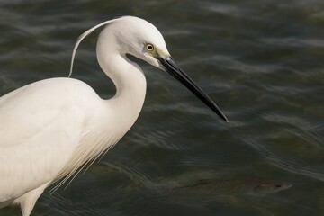 Obraz premium Young heron observing aquatic prey in a tranquil setting