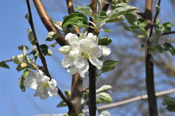 Nature's Bounty: Ripe Apple and Green Leaves on the Tree Branch
