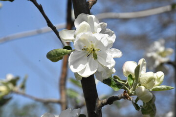 Nature's Bounty: Ripe Apple and Green Leaves on the Tree Branch
