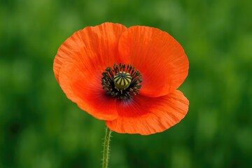 Fototapeta premium Vivid macro shot of ornamental flowers in a lush garden setting