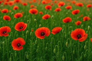 Obraz premium Wild red poppies in bloom
