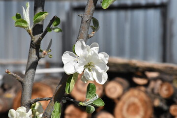 Nature's Bounty: Ripe Apple and Green Leaves on the Tree Branch
