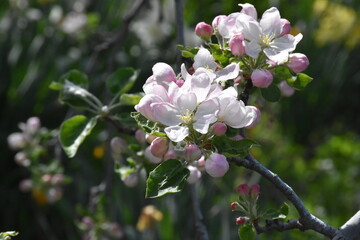 Nature's Bounty: Ripe Apple and Green Leaves on the Tree Branch
