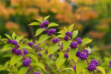 Violet-hued fruits of early amethyst in a fall garden setting