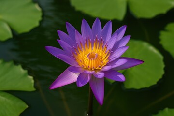 Violet water lily with a golden core floating in a pond