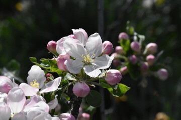 Nature's Bounty: Ripe Apple and Green Leaves on the Tree Branch
