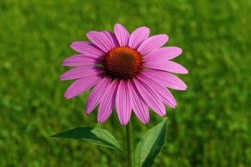 Fototapeta premium Violet blossom set against verdant grass, widely favored for landscaping projects.