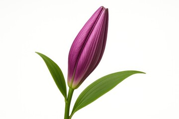 Fototapeta premium Violet lily flower bud against a white background