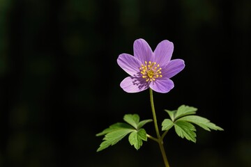 Fototapeta premium Violet Blossom in a Lush Forest During Springtime
