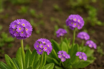 Obraz premium Springtime display of purple Primula denticulata blooms