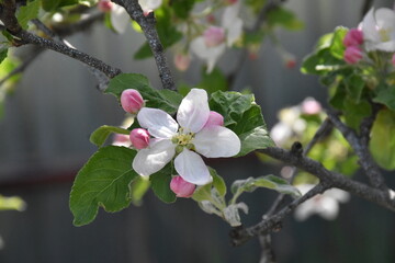 Nature's Bounty: Ripe Apple and Green Leaves on the Tree Branch
