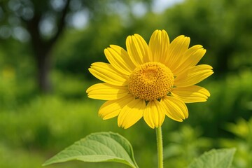 Obraz premium Detailed close-up of the Golden Crownbeard Flower